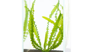 DOOA STYLE #5 ‘An aquatic plant with fluted leaves, native to Africa’