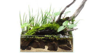 DOOA STYLE #12 Original scenery in early summer that cuddles up to driftwood