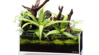 DOOA STYLE #13 Enjoy Carnivorous plants in an open-style aquarium.